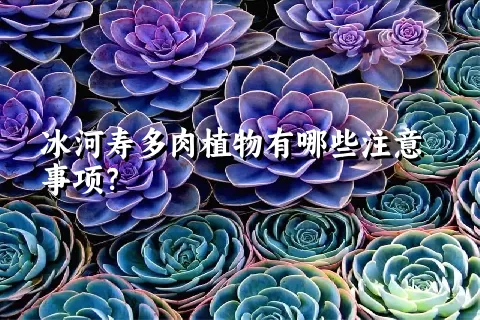 冰河寿多肉植物有哪些注意事项？