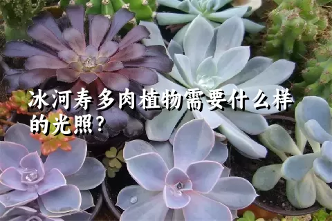 冰河寿多肉植物需要什么样的光照？