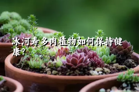 冰河寿多肉植物如何保持健康？