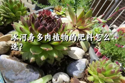 冰河寿多肉植物的肥料怎么选？