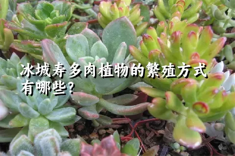 冰城寿多肉植物的繁殖方式有哪些？