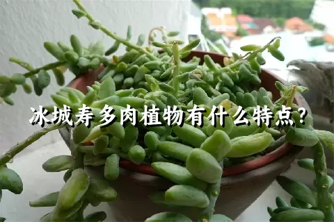 冰城寿多肉植物有什么特点？