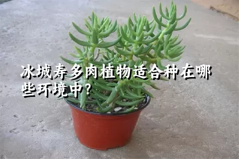 冰城寿多肉植物适合种在哪些环境中？