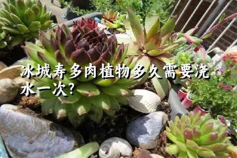 冰城寿多肉植物多久需要浇水一次？