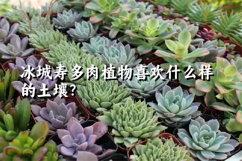 冰城寿多肉植物喜欢什么样的土壤？