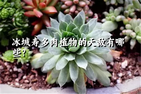 冰城寿多肉植物的天敌有哪些？