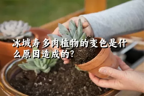 冰城寿多肉植物的变色是什么原因造成的？