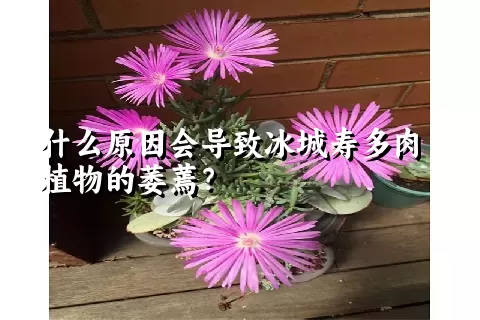 什么原因会导致冰城寿多肉植物的萎蔫？