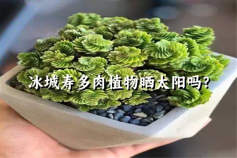 冰城寿多肉植物晒太阳吗？