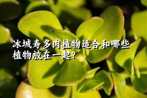 冰城寿多肉植物适合和哪些植物放在一起？