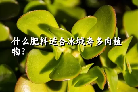 什么肥料适合冰城寿多肉植物？