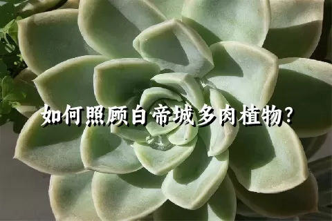 如何照顾白帝城多肉植物？