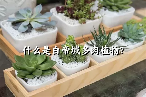 什么是白帝城多肉植物？