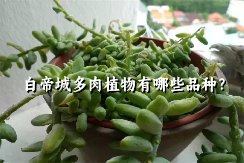 白帝城多肉植物有哪些品种？