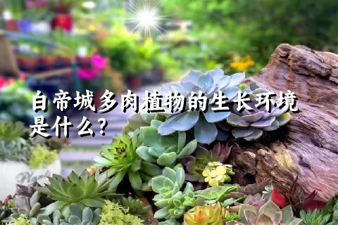 白帝城多肉植物的生长环境是什么？