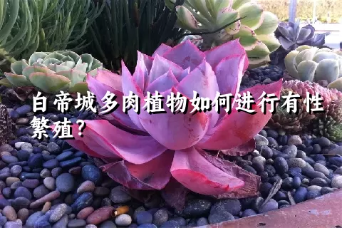 白帝城多肉植物如何进行有性繁殖？