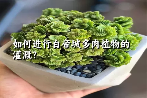 如何进行白帝城多肉植物的灌溉？