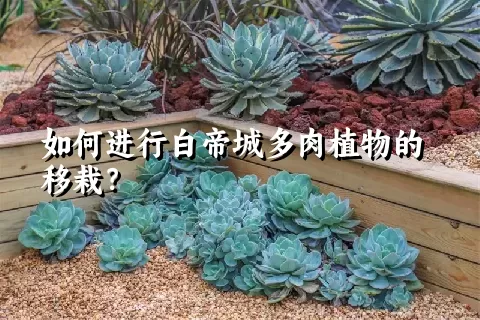 如何进行白帝城多肉植物的移栽？