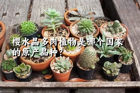 樱水晶多肉植物是哪个国家的原产品种？