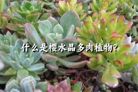 什么是樱水晶多肉植物？