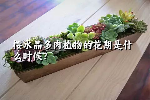 樱水晶多肉植物的花期是什么时候？