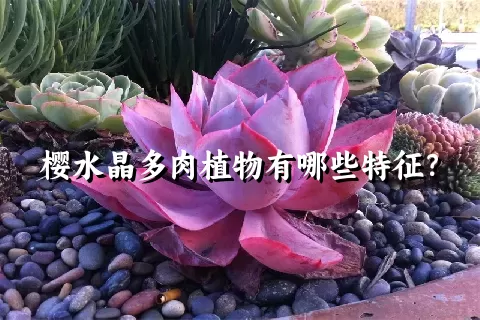 樱水晶多肉植物有哪些特征？