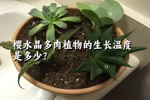 樱水晶多肉植物的生长温度是多少？