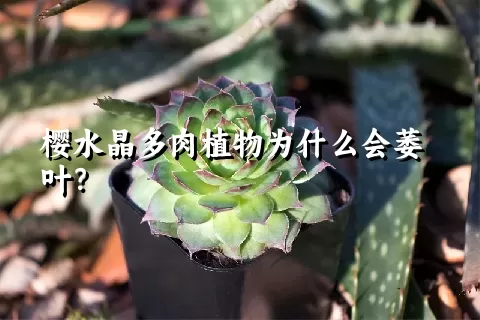 樱水晶多肉植物为什么会萎叶？