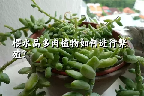 樱水晶多肉植物如何进行繁殖？