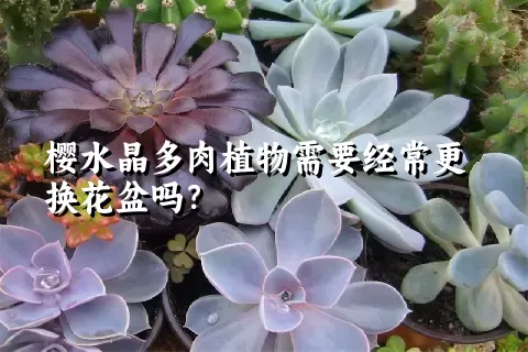 樱水晶多肉植物需要经常更换花盆吗？