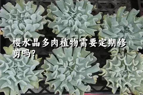 樱水晶多肉植物需要定期修剪吗？