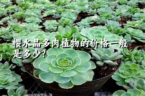 樱水晶多肉植物的价格一般是多少？