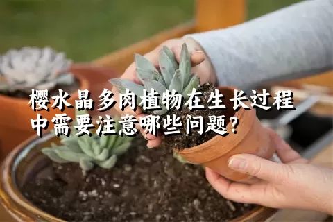 樱水晶多肉植物在生长过程中需要注意哪些问题？