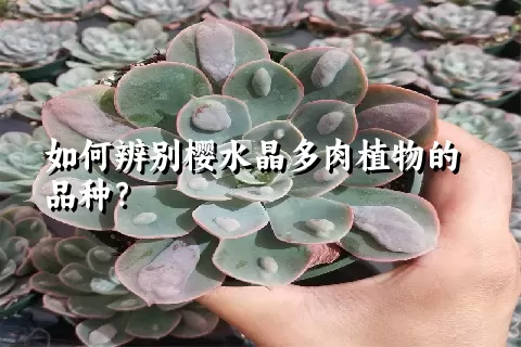 如何辨别樱水晶多肉植物的品种？