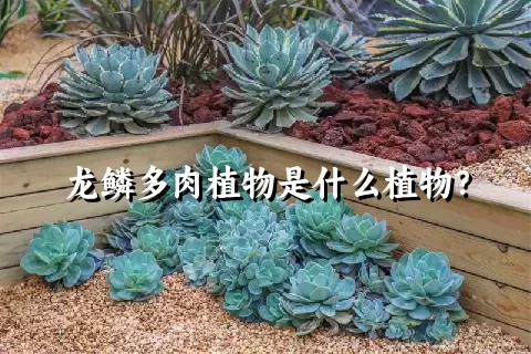 龙鳞多肉植物是什么植物？