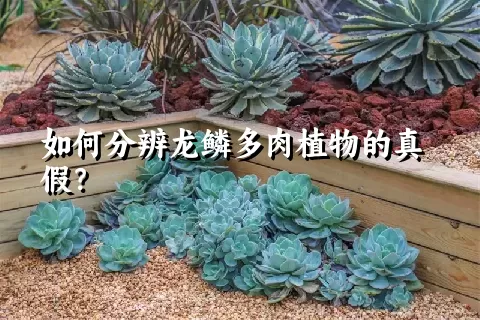 如何分辨龙鳞多肉植物的真假？