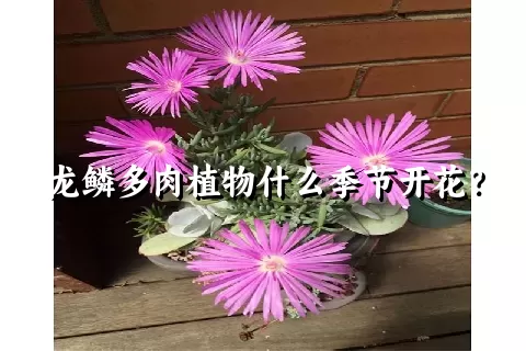 龙鳞多肉植物什么季节开花？