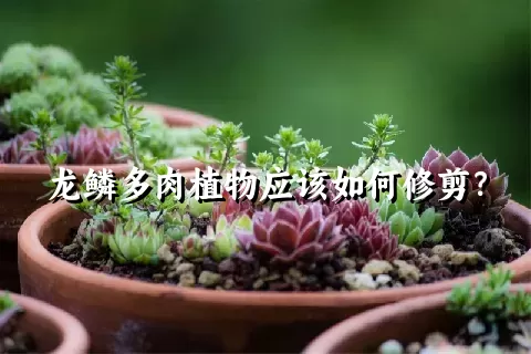 龙鳞多肉植物应该如何修剪？