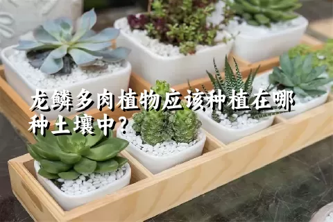 龙鳞多肉植物应该种植在哪种土壤中？