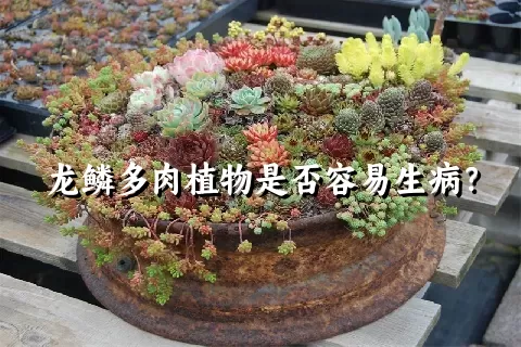 龙鳞多肉植物是否容易生病？