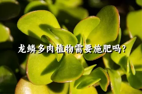 龙鳞多肉植物需要施肥吗？