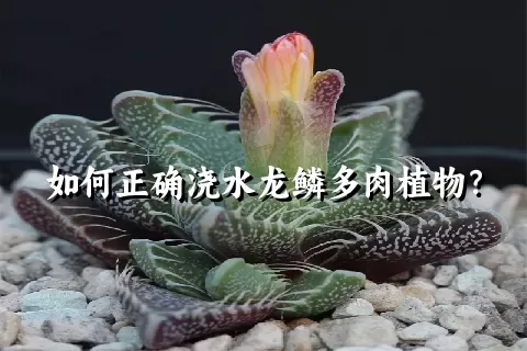 如何正确浇水龙鳞多肉植物？