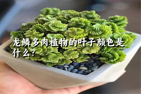 龙鳞多肉植物的叶子颜色是什么？