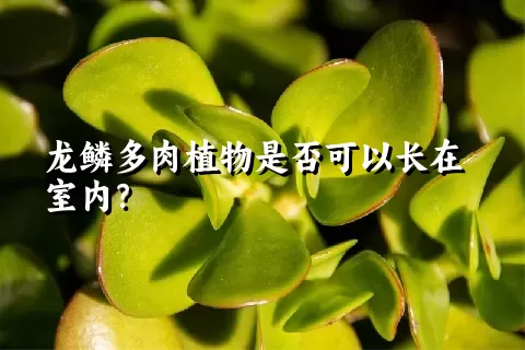 龙鳞多肉植物是否可以长在室内？