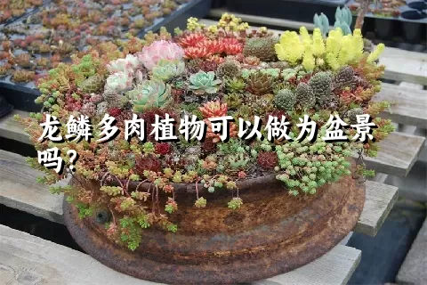 龙鳞多肉植物可以做为盆景吗？