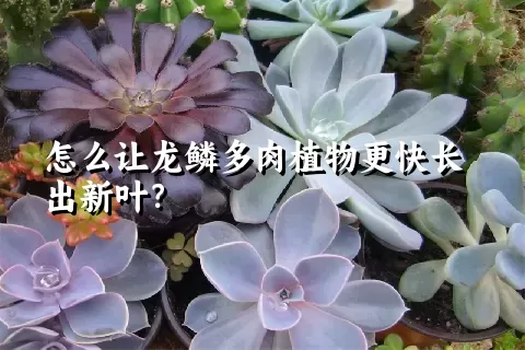 怎么让龙鳞多肉植物更快长出新叶？