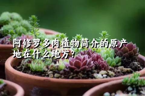 阿修罗多肉植物简介的原产地在什么地方？