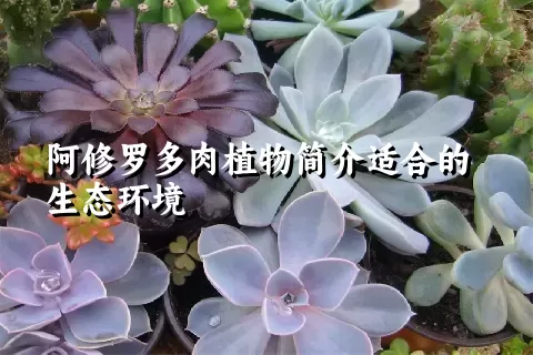 阿修罗多肉植物简介适合的生态环境