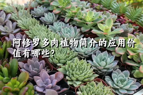 阿修罗多肉植物简介的应用价值有哪些？