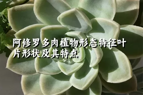 阿修罗多肉植物形态特征叶片形状及其特点